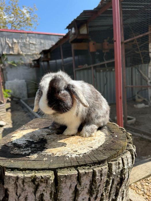 Iepuri berbec pitic Mini Lop – masculi, 1 an