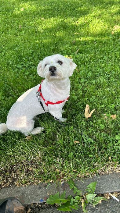 Ofer spre adopție-Bichon Maltez