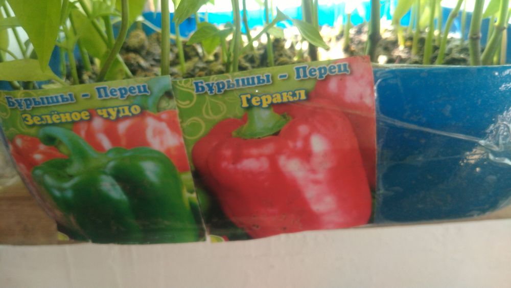 Продам рассаду помидоры и перец сладкий