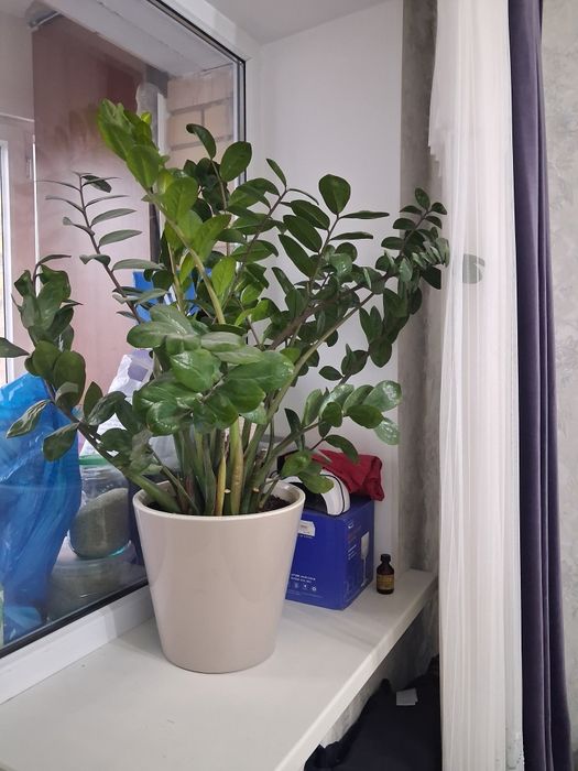 Комнатные цветы Доллар