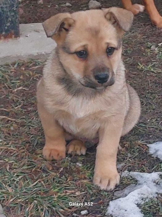 Отдам щенка в хорошие руки