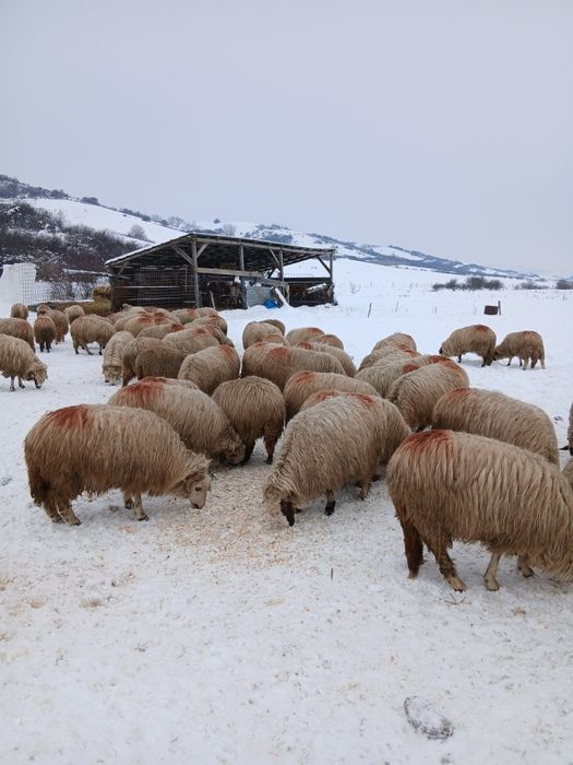 6oi tinere de vânzare.