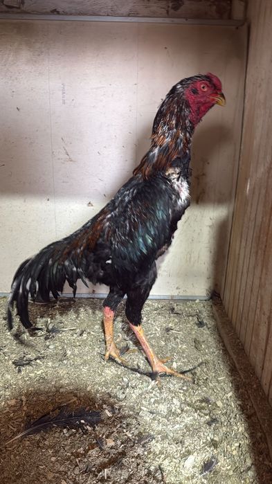 Даканы бойцовские петух