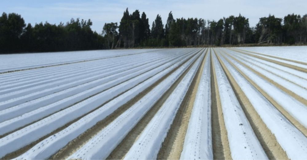 FOLIE MULCIRE ALB-NEGRU 1.2x500m; 1.4x500m; 30micr; ne/perforata, UV