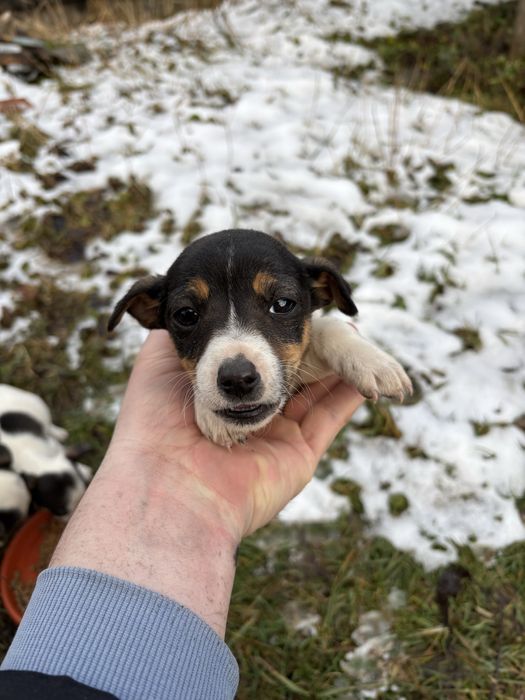 Cațeluși pentru adopție!!