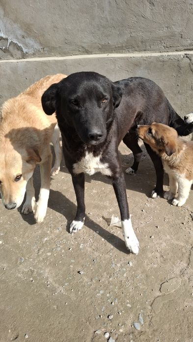 Күшіктер,үш айлық микрорайон Қазығұртта