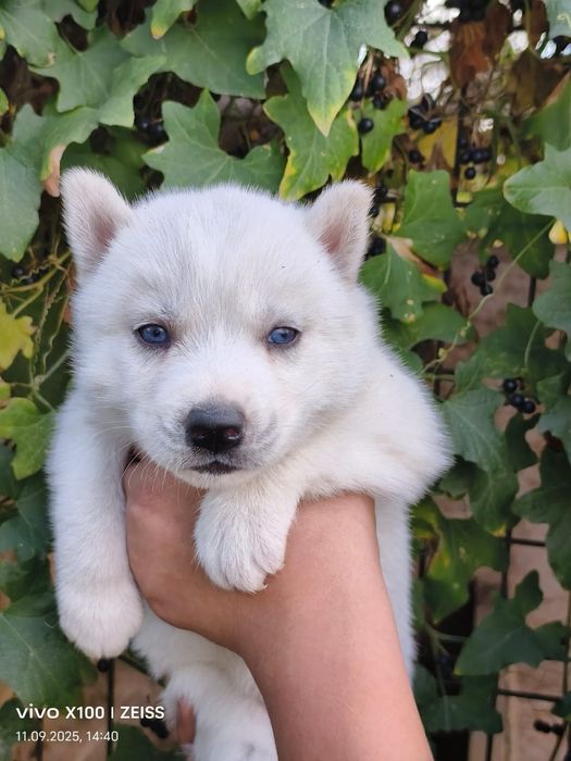 Очаровательные щенки сибирской хаски.