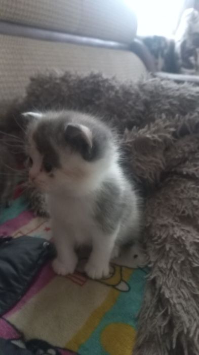 Кошечка скотиш страйт