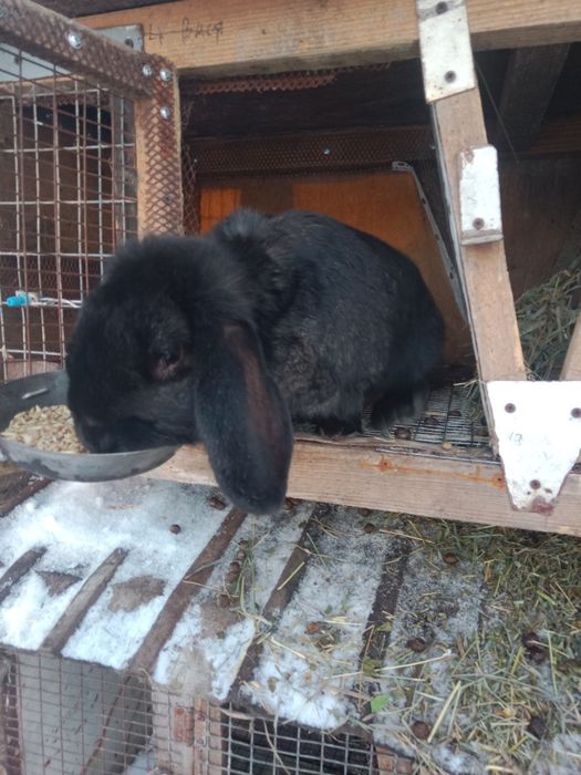 Продам кролов на племя