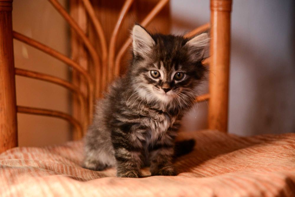 Котенок  мальчик