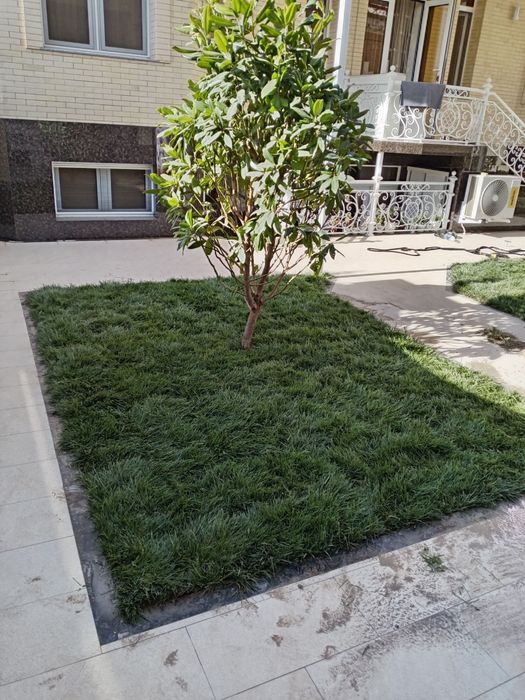 Gazon  archa  gul  darqx