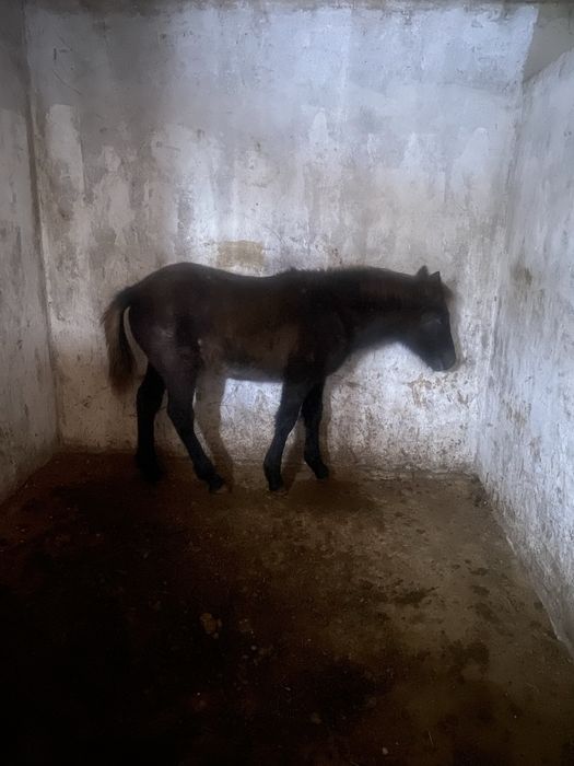 Ургашы жабагы семыз