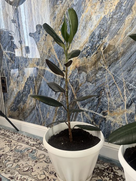 Фикусы два в горшках белых