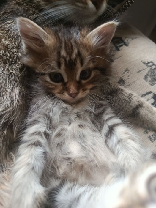 Отдам котят . 1 месяц! Бесплатно!