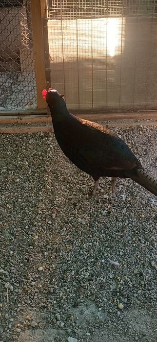 Pereche fazan tenebros