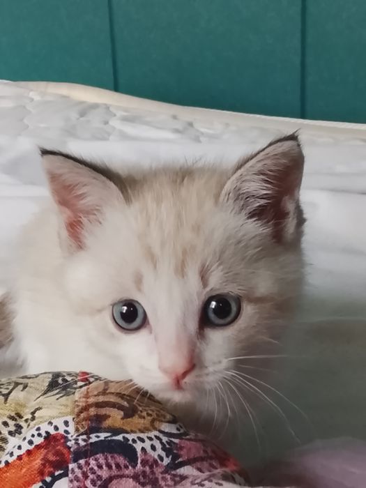 Отдам котенка а добрые руки