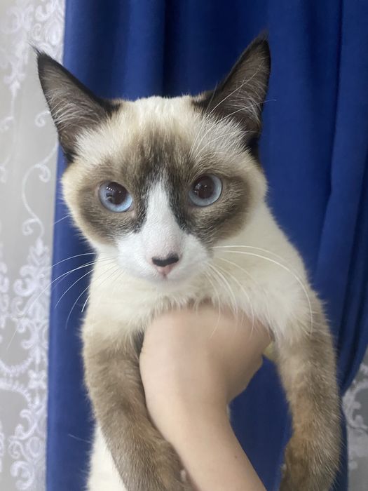 Котёнок Микки ищет дом