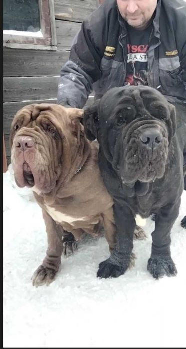 Мастино неаполитано