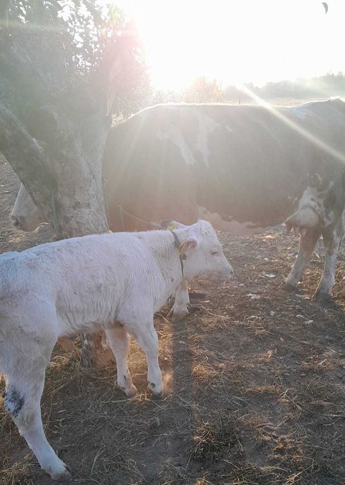 Vaci de rasa Simmental cu vitel fiecare
