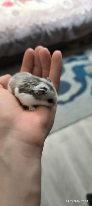Продам хамяка с клеткой.