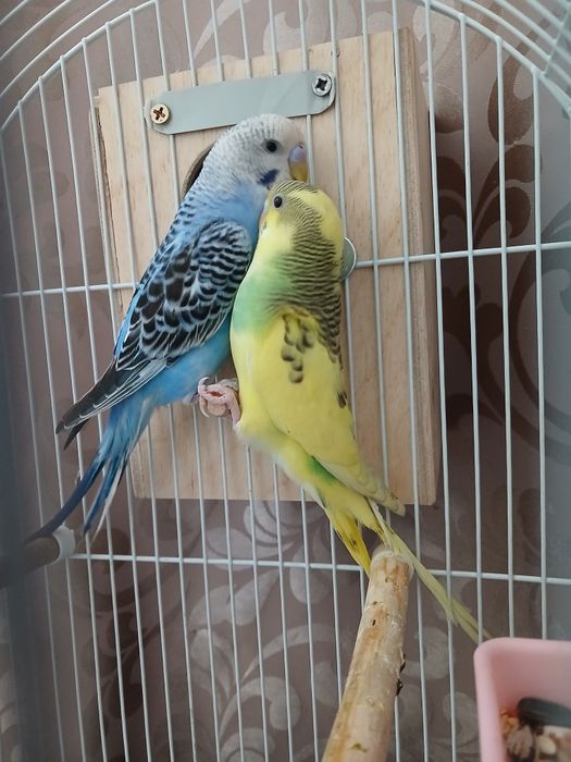 Продам 2-х попугаев