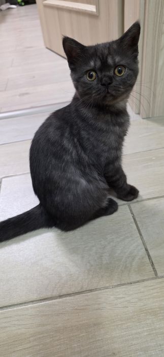 British shorthair