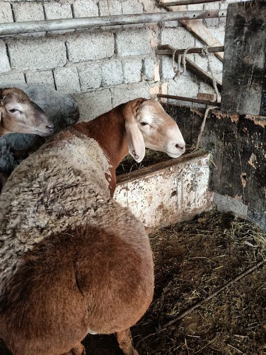 Кошкар арашан сатылады жсы 2 де