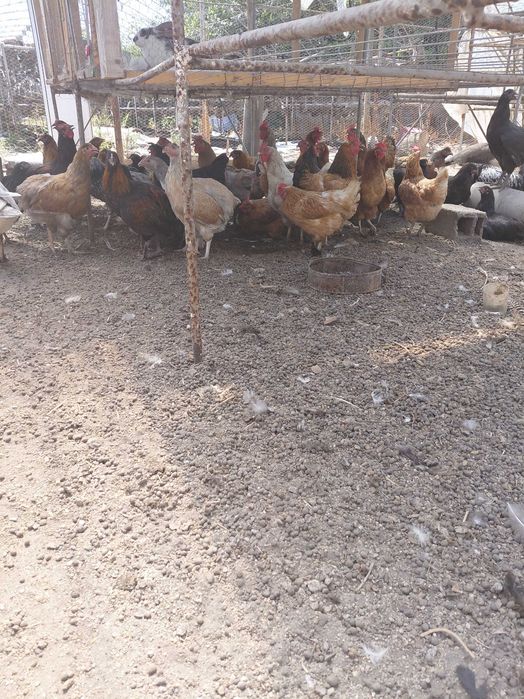 Продавам кокошки , ярки и зайци