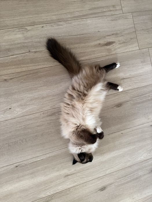 сиамская кошка，4 года，Очень здоровая