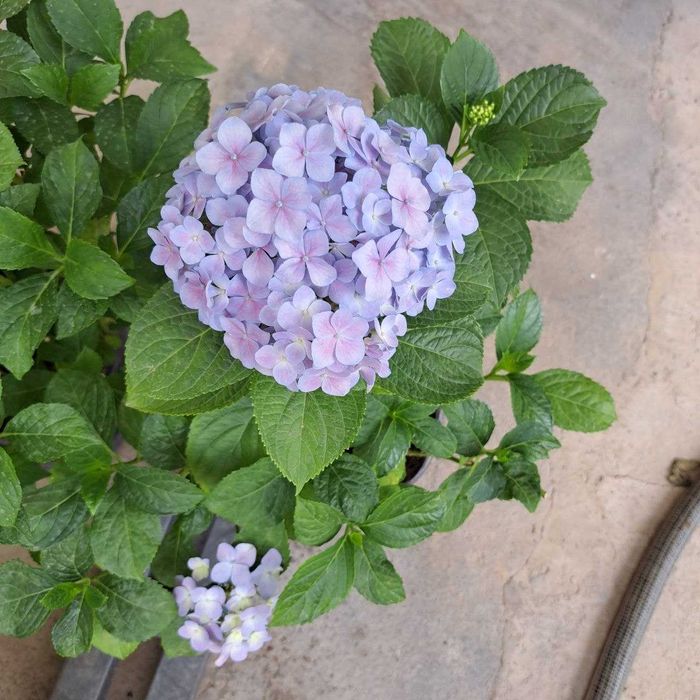 Gortenziya крупнолистный и метельчатый.