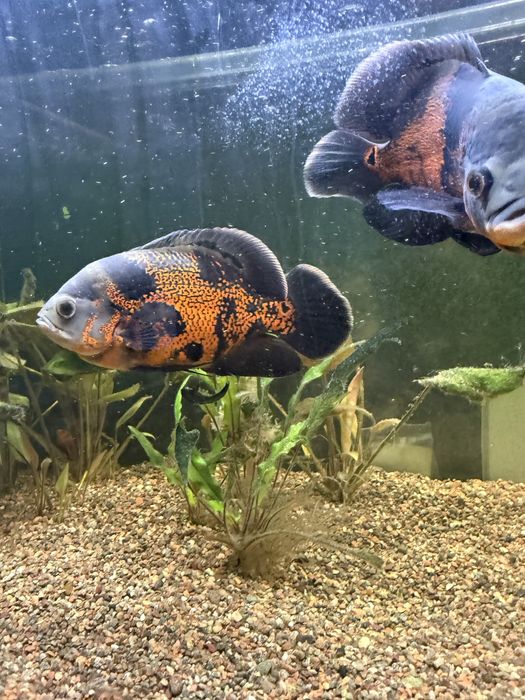 Продам Астронотусы