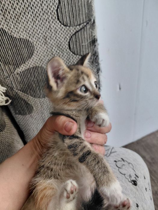 Котята, 1,5 месяца