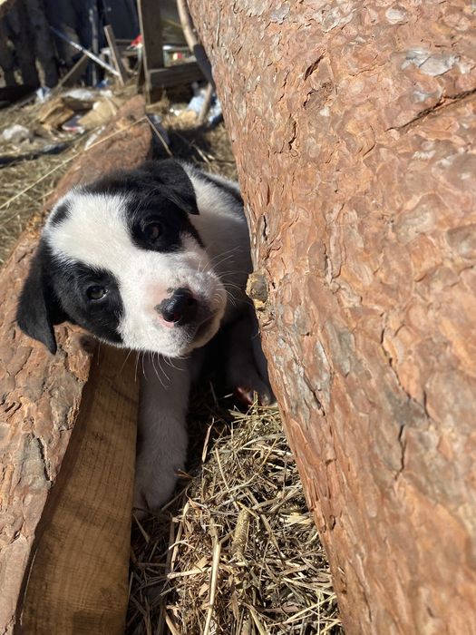 Отдам щенят в хорошие руки