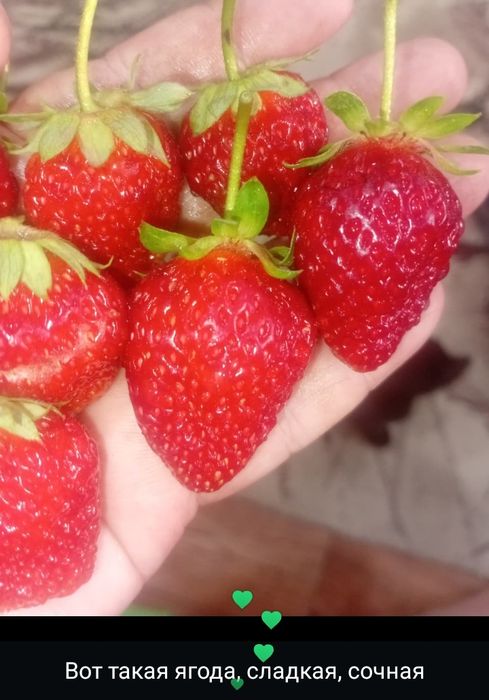 Продам рассаду клубники Мурано