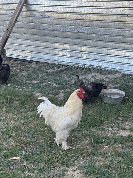 Брама петух, қораз