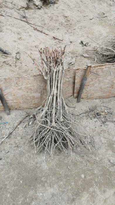 Butasi vita de vie direct de la producător