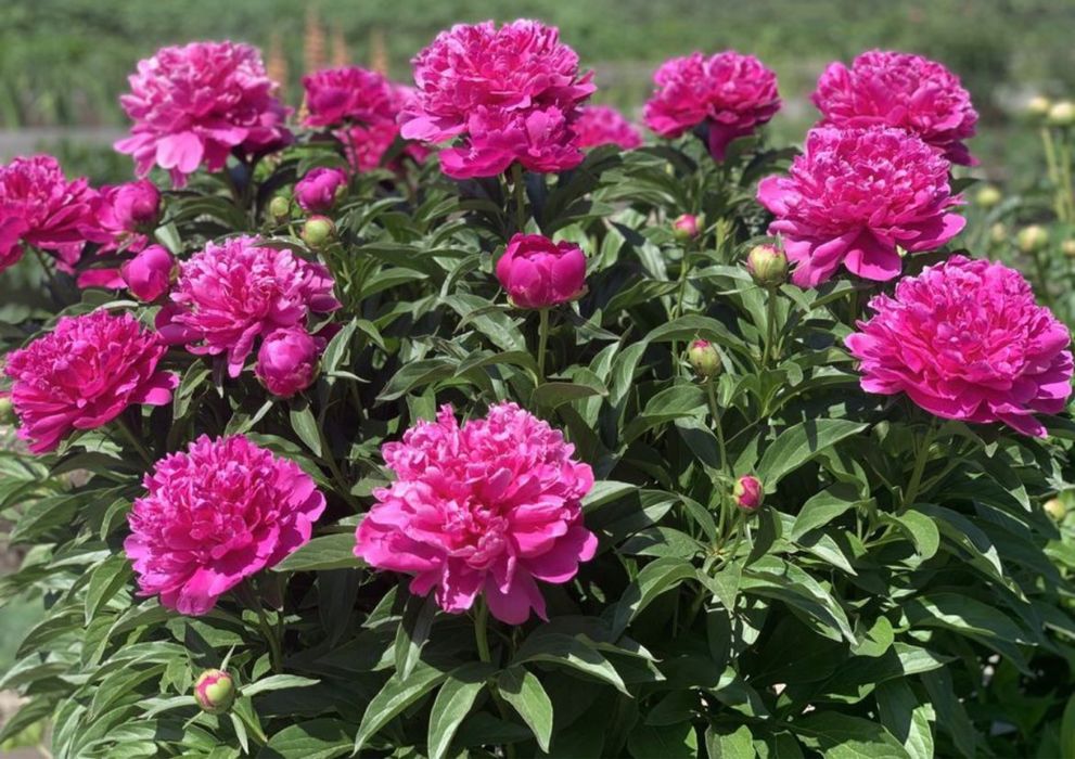 Цветы.          пионы