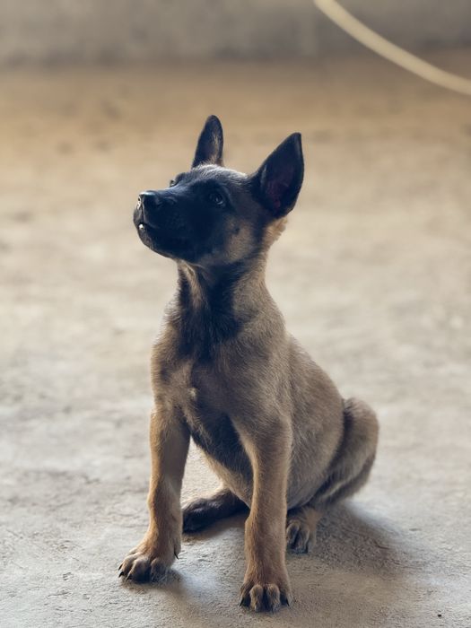 Бельгийский малинуа