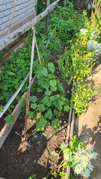 Дача С/о Алтайский энергетик