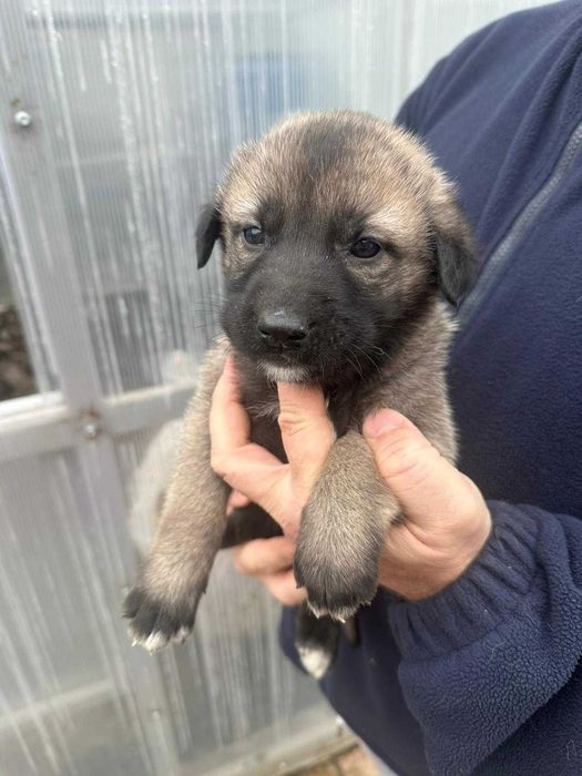 Femela kangal 5 săptămâni