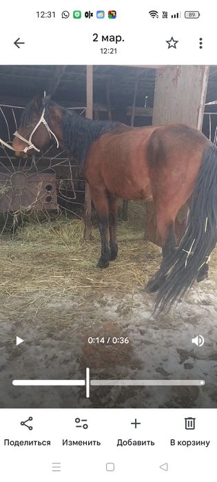 5жасар айғыр сатылады