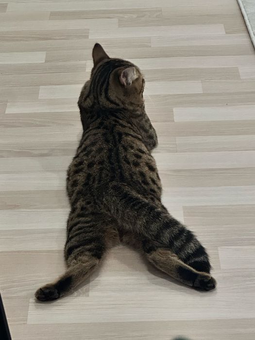 Возногрождения пропал кот 20 тыс