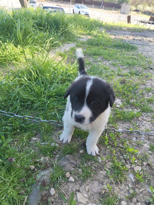 Подарявам 3 кученца