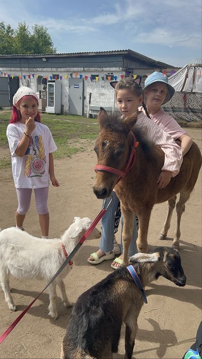Продам пони кобылка 3 месяца