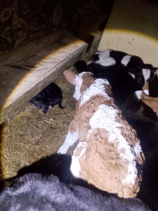 Vand viței antercati și de lapte