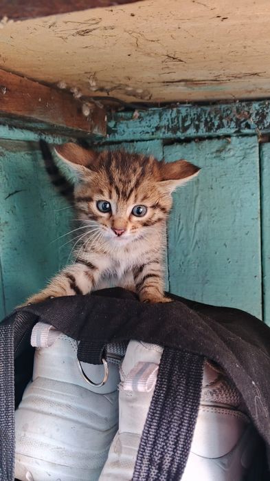 Отдам котят в количестве 4 шт