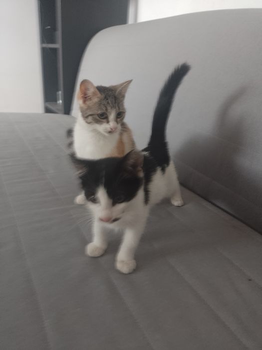 Pisicuta 3 culori si motanel alb cu negru