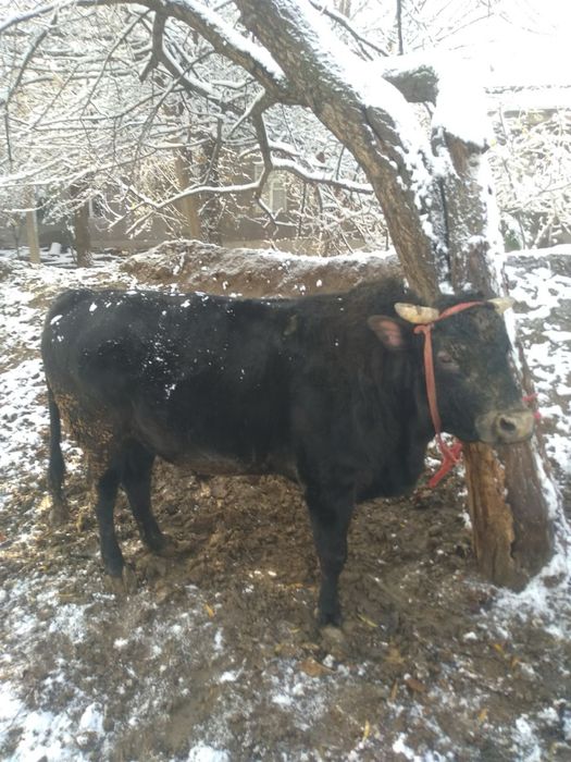 Buqalar sotiladi sifat zor