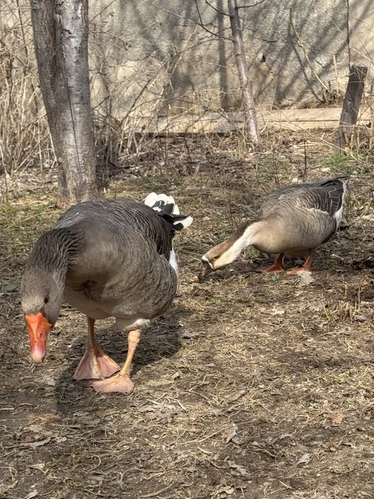 Гуси самец самка