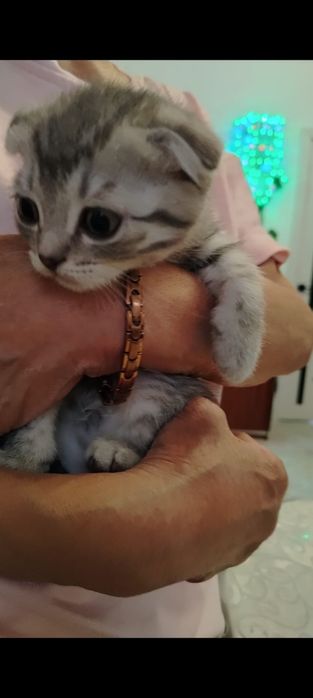 Серый шиншиллывый шатландец